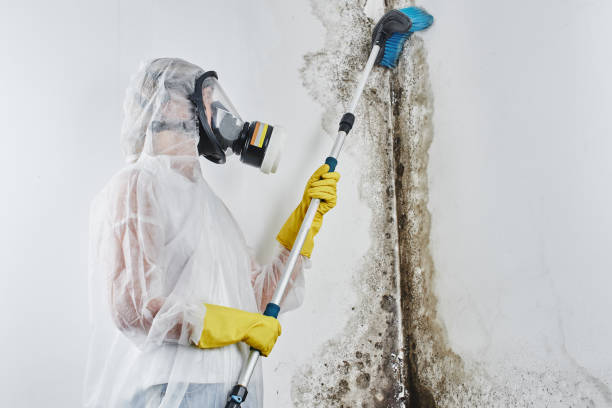 Best Biohazard Mold Removal  in Gary, IN